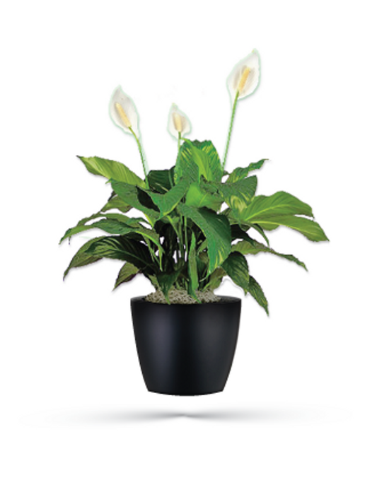 Peace Lily